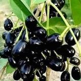 Black Berry Plant - 1pcs