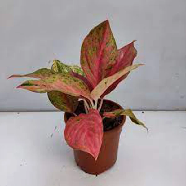 Aglaonema Red Sun - 1pcs