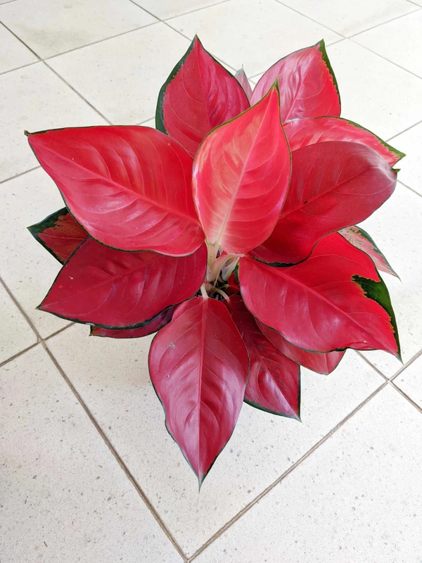 Aglaonema Red Sun - 1pcs