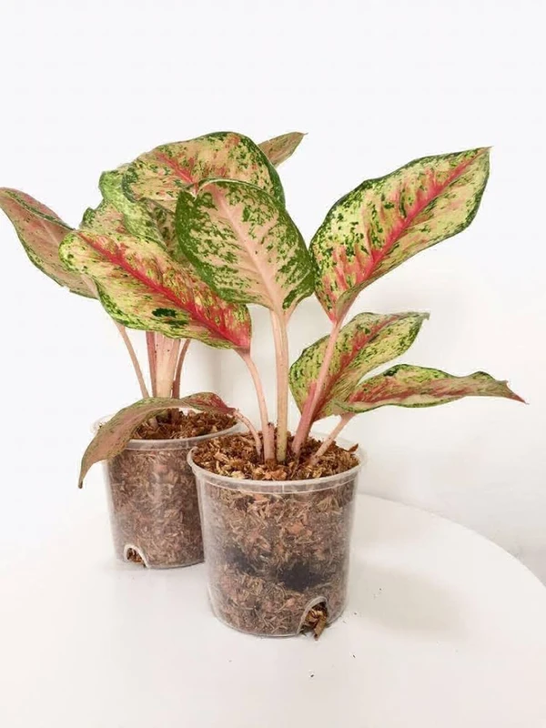 Aglaonema 10karat - 1pcs