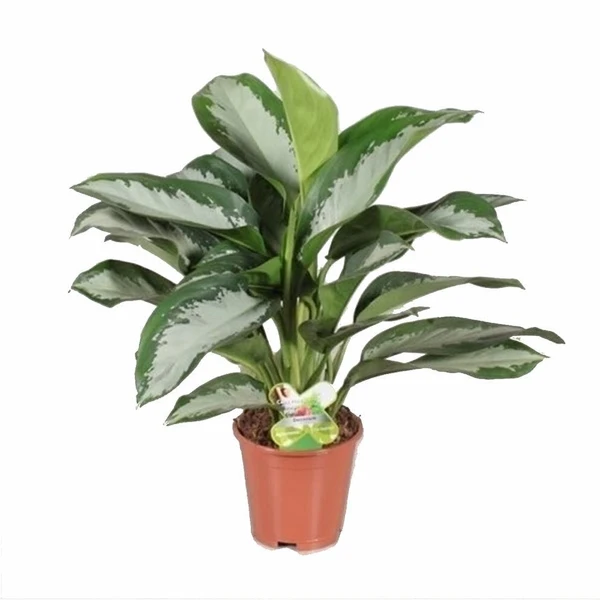 Aglaonema Kilopatra - 1pcs