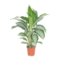 Aglaonema Kilopatra - 1pcs