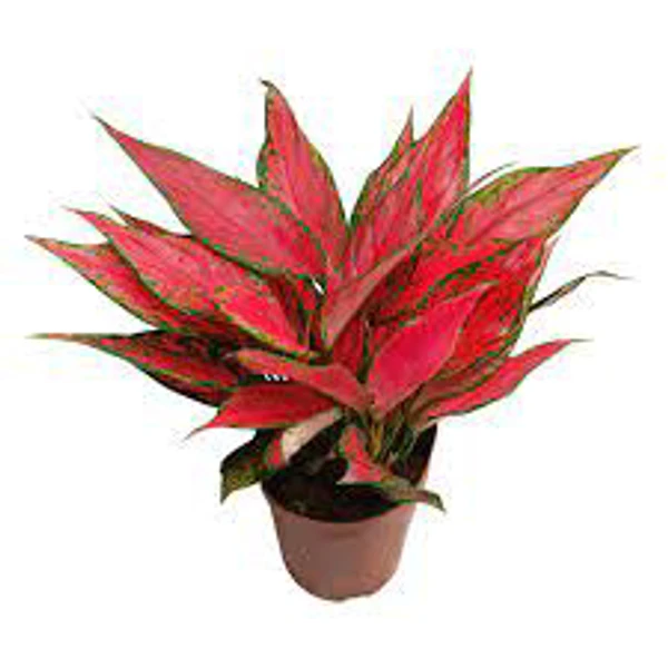 Aglaonema  Red Angle - 1pcs