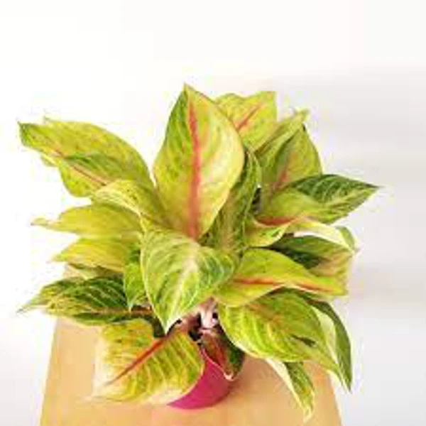 Aglaonema Golden Ice - 1pcs