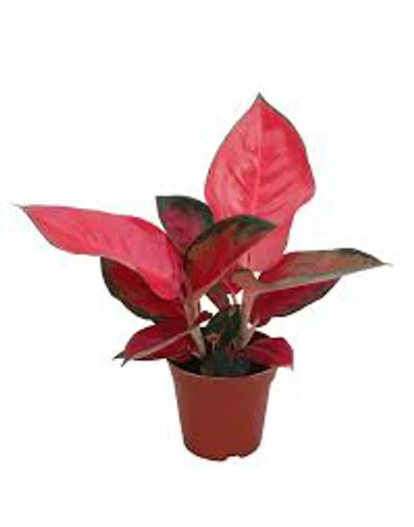 Aglaonema Red Anjamani - 1pcs