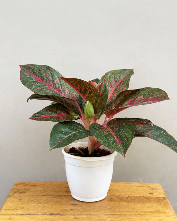 Aglaonema Star Dust - 1pcs