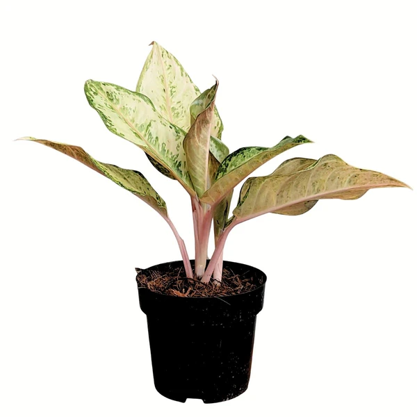 Aglaonema Frozen  - 1pcs