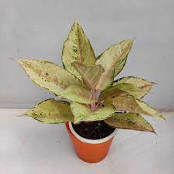 Aglaonema Frozen  - 1pcs