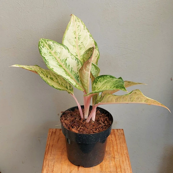 Aglaonema Frozen  - 1pcs