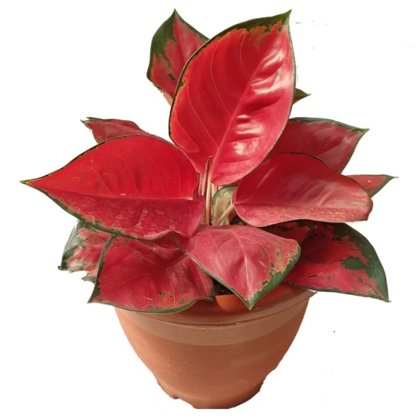 Aglaonema Thailand Red - 1pcs