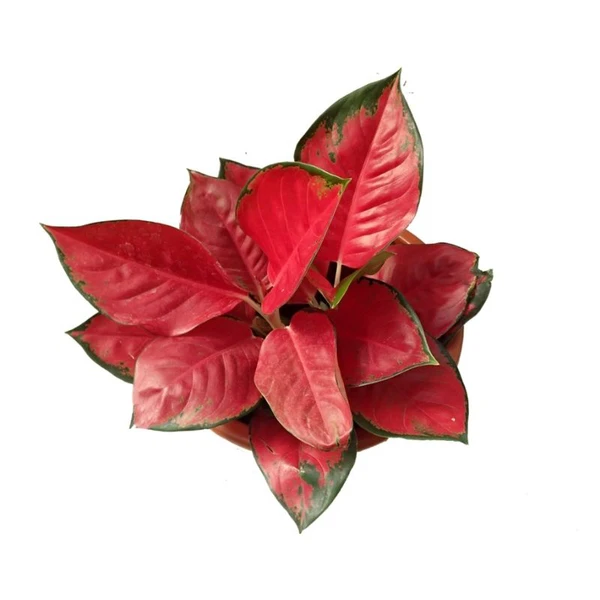 Aglaonema Thailand Red - 1pcs