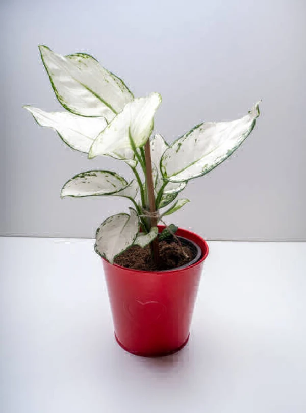 Aglaonema Super White  - 1pcs