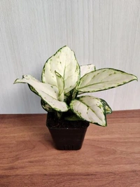 Aglaonema Super White  - 1pcs