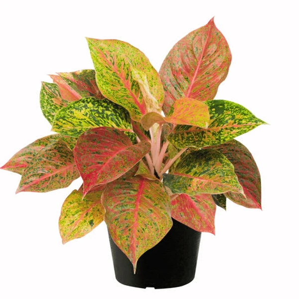 Aglaonema Merlin - 1pcs