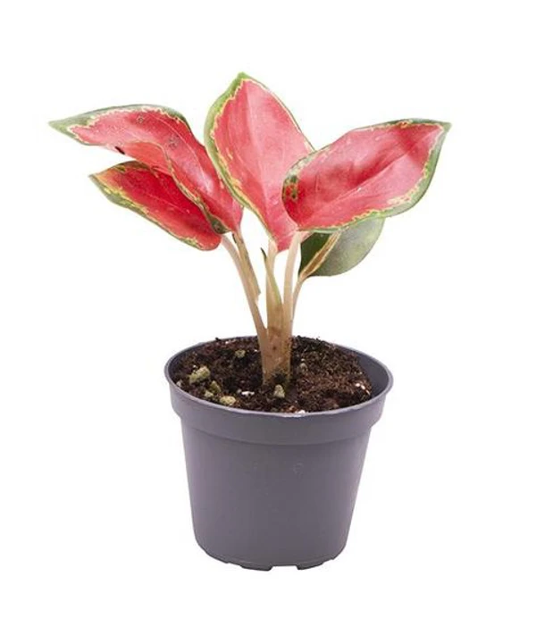 Aglaonema China Red - 1pcs