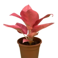 Aglaonema China Red - 1pcs