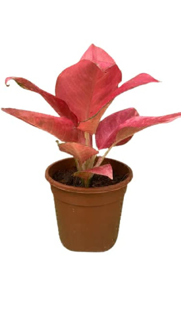 Aglaonema China Red - 1pcs