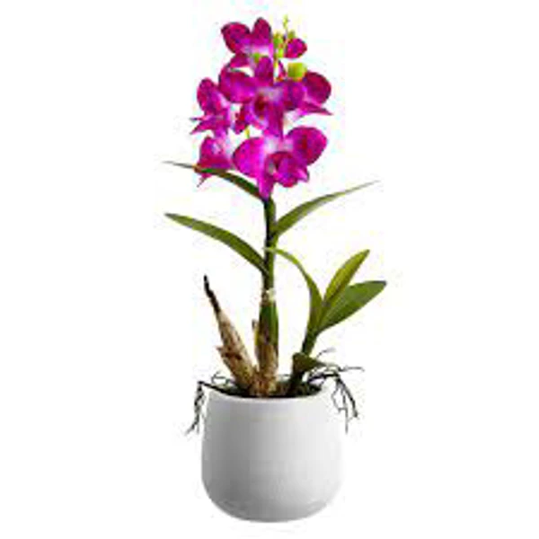 Dendrobium FS Without Pot - 1pcs