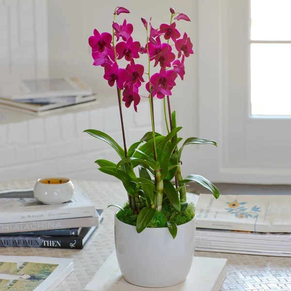 Dendrobium FS Without Pot - 1pcs