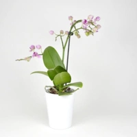 Dendrobium FS Without Pot - 1pcs