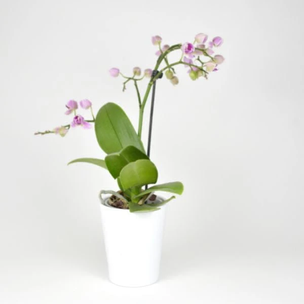 Dendrobium FS Without Pot - 1pcs