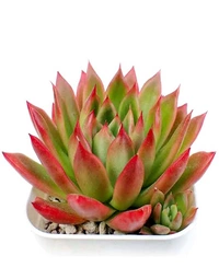 Echeveria Lipstick  - 1pcs