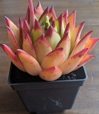 Echeveria Lipstick  - 1pcs