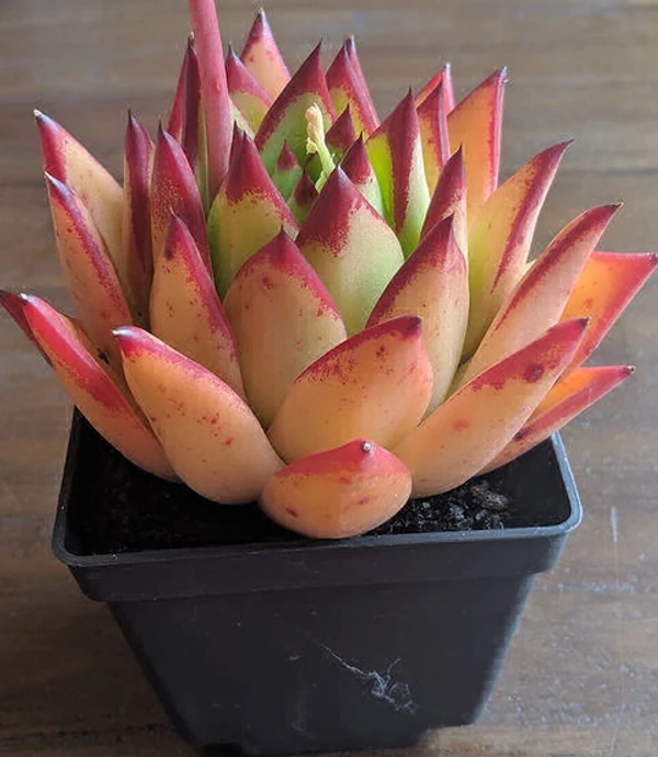 Echeveria Lipstick  - 1pcs