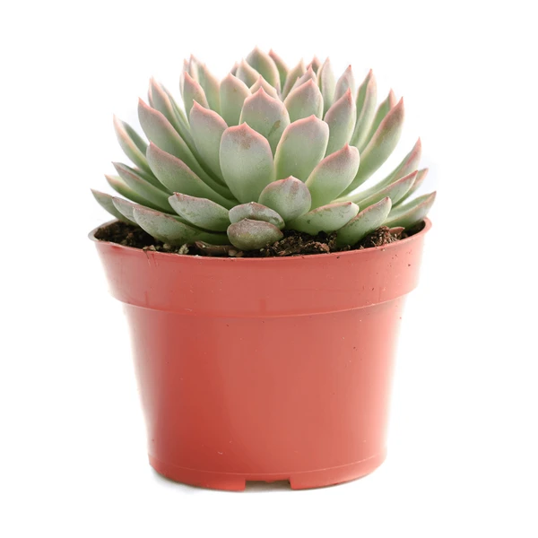 Echeveria Red Stripe  - 1pcs