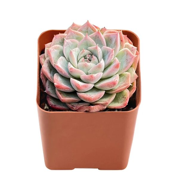 Echeveria Red Stripe  - 1pcs