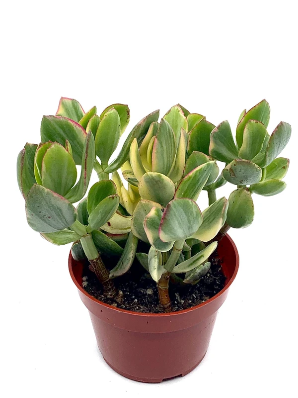 Crassula Tricolour  - 1pcs