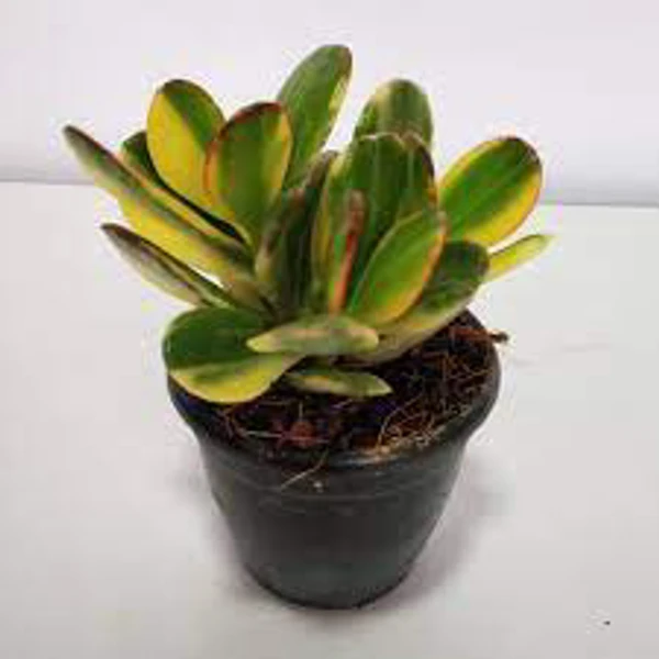 Crassula Tricolour  - 1pcs