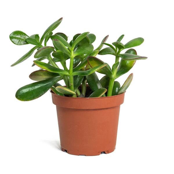 Crassula Verigated - 1pcs