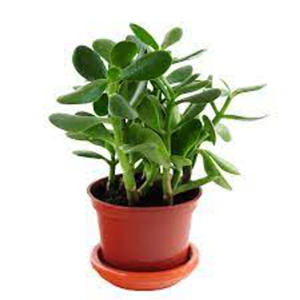 Crassula Verigated - 1pcs