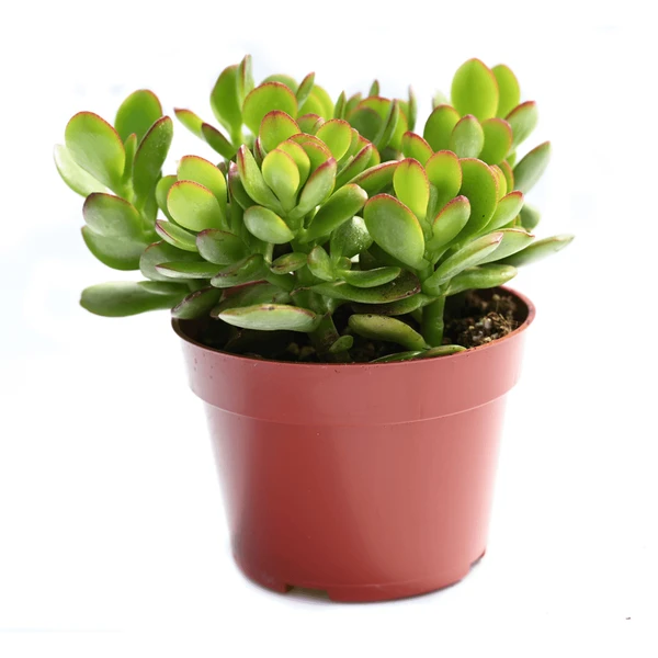 Crassula Minichar - 1pcs