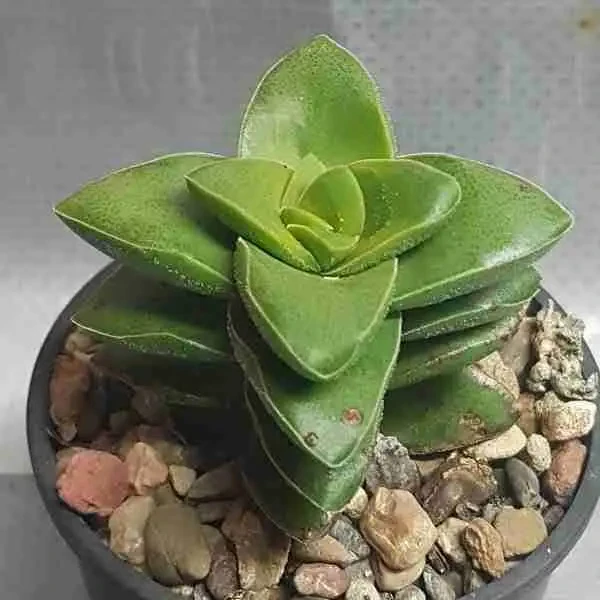 Crassula Green - 1pcs