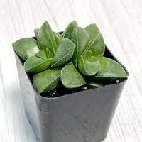 Crassula Green - 1pcs