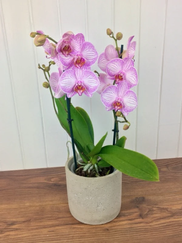 Phalaenopsis Orchid With Flower,  - 1pcs