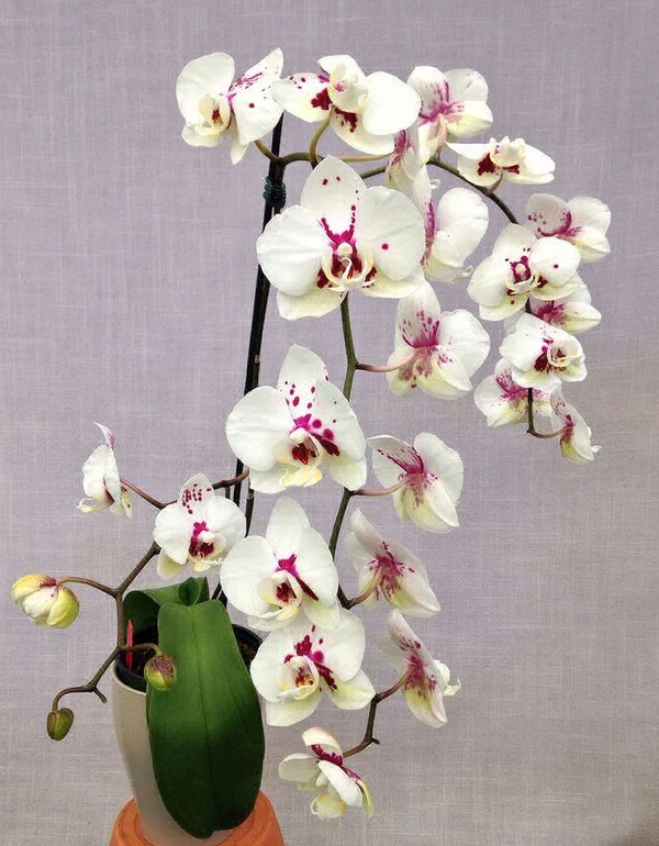 Phalaenopsis Orchid With Flower, White With Pink - 1pcs