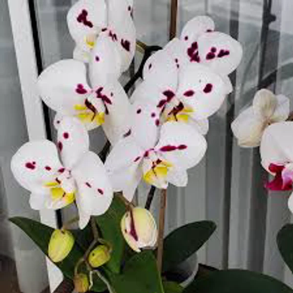 Phalaenopsis Orchid With Flower, White With Pink - 1pcs