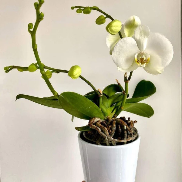 Phalaenopsis Orchid With Flower, White  - 1pcs