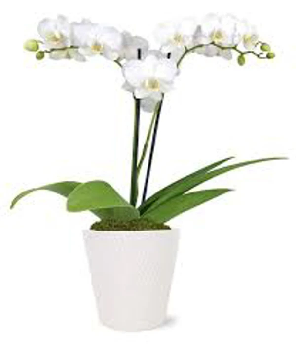 Phalaenopsis Orchid With Flower, White  - 1pcs