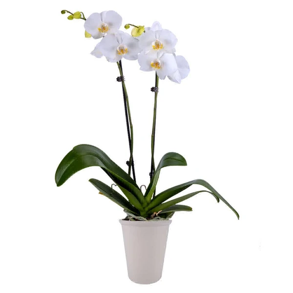 Phalaenopsis Orchid With Flower, White  - 1pcs