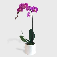 Phalaenopsis Orchid With Flower, Pink - 1pcs, Purple