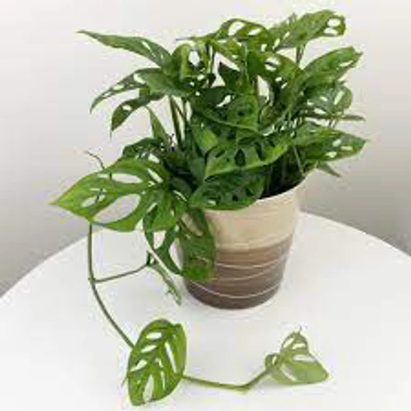 Monstera Adensoni - 1pcs