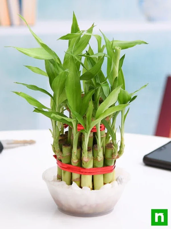 Lucky Bamboo 2 Layer Without Glass Bowl  - 1box( 40 Unit)