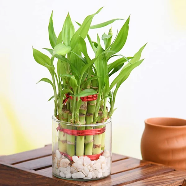 Lucky Bamboo 2 Layer Without Glass Bowl  - 1 Unit