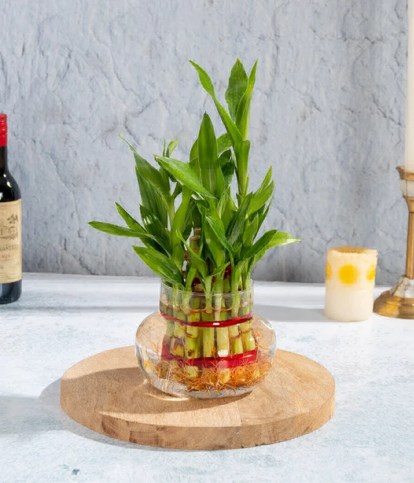 Lucky Bamboo 2 Layer Without Glass Bowl  - 1 Unit