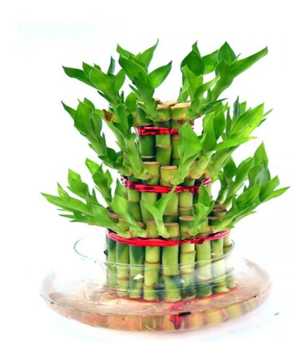 Lucky Bamboo 3 Layer Without Glass Bowl - 1 Unit