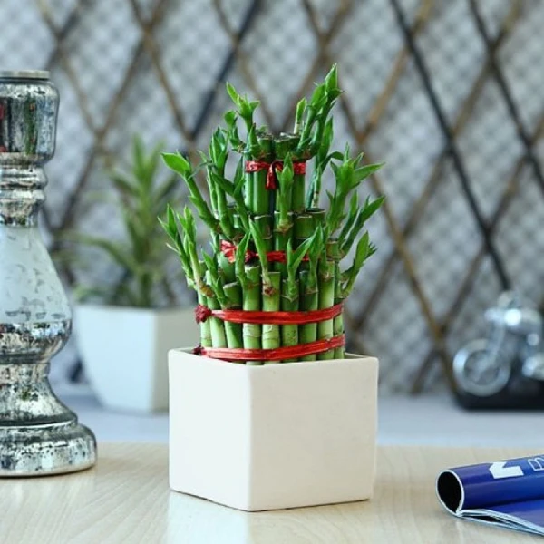 Lucky Bamboo 3 Layer Without Glass Bowl - 1 Unit